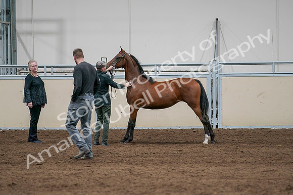 2020 - AB Morgan Horse - Fri, Sept 04 - 07603