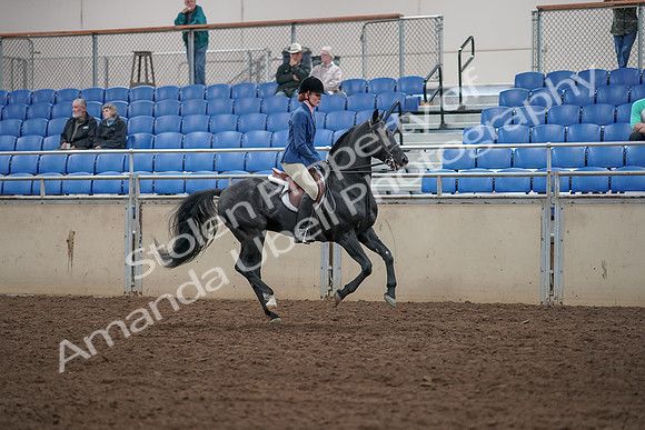 2019 Morgan Horse Show - Aug 31, 2019 - 07520