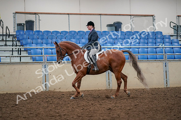 2019 Morgan Horse Show - Aug 30, 2019 - 22207