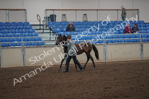 2019 Morgan Horse Show - Aug 30, 2019 - 25691
