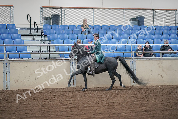 2019 Morgan Horse Show - Aug 30, 2019 - 15577