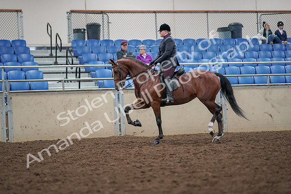 2019 Morgan Horse Show - Aug 30, 2019 - 20440