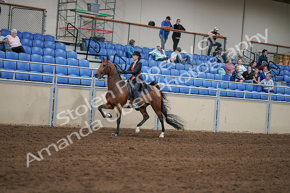 2020 - AB Morgan Horse - Sat, Sept 05 - 06722