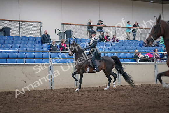 2019 Morgan Horse Show - Aug 31, 2019 - 08607