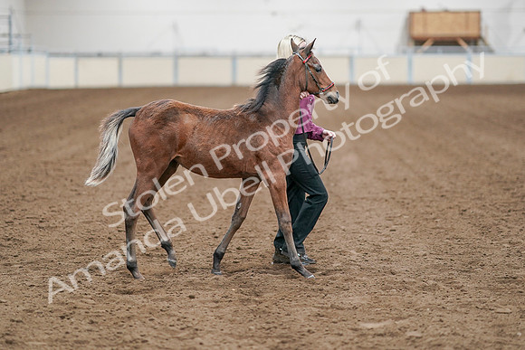 2020 - AB Morgan Horse - Sat, Sept 05 - 00512