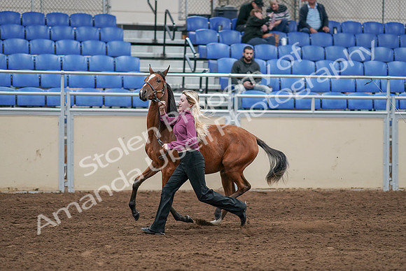 2020 - AB Morgan Horse - Sat, Sept 05 - 00544