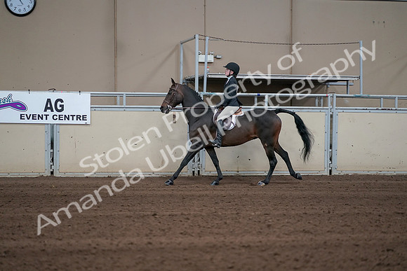 2019 Morgan Horse Show - Sept 01, 2019 - 03773