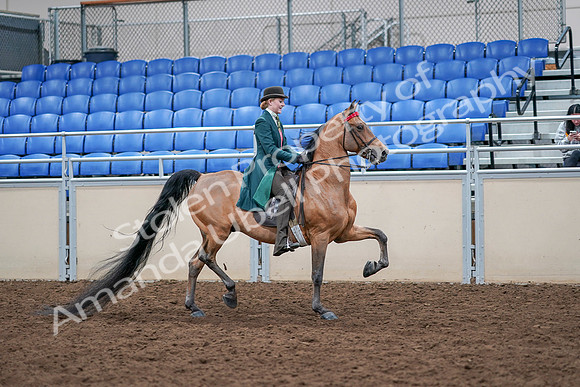 2020 - AB Morgan Horse - Sat, Sept 05 - 13882