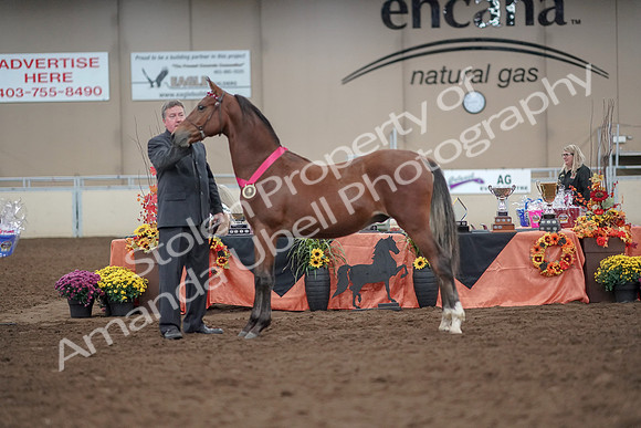 2019 Morgan Horse Show - Aug 31, 2019 - 00290