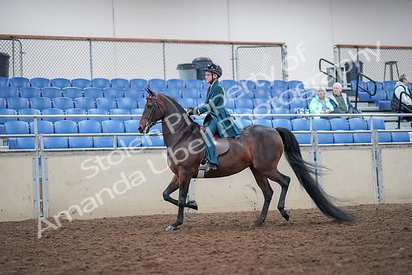 2019 Morgan Horse Show - Aug 30, 2019 - 17842