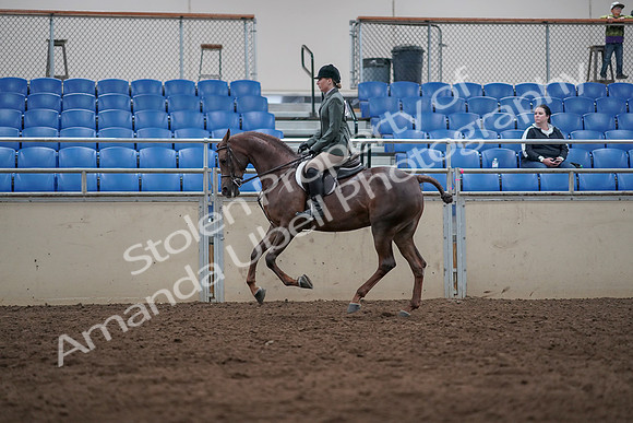 2019 Morgan Horse Show - Sept 01, 2019 - 08693