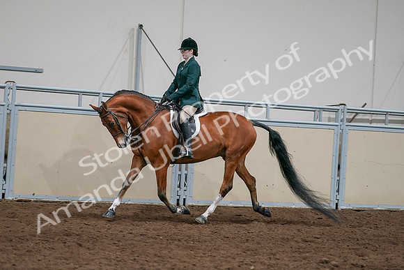 2020 - AB Morgan Horse - Sat, Sept 05 - 05019