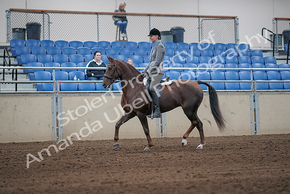 2019 Morgan Horse Show - Sept 01, 2019 - 06225