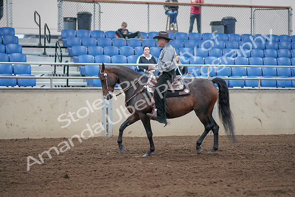 2019 Morgan Horse Show - Sept 01, 2019 - 06794
