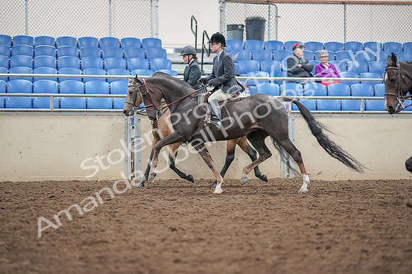 2019 Morgan Horse Show - Aug 30, 2019 - 20224