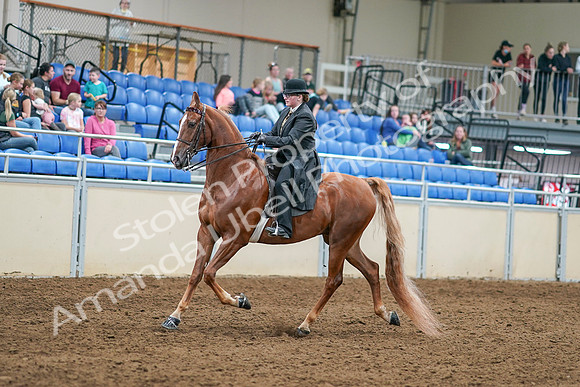 2020 - AB Morgan Horse - Sat, Sept 05 - 07981