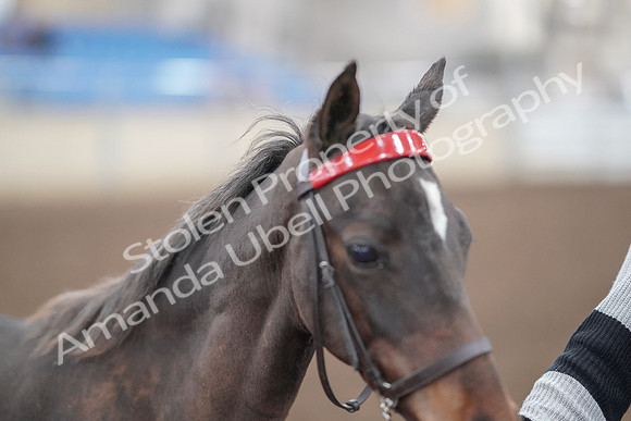 2019 Morgan Horse Show - Aug 31, 2019 - 00237
