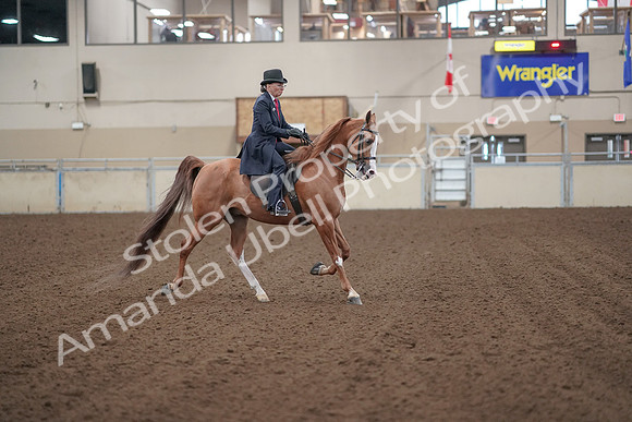 2019 Morgan Horse Show - Sept 01, 2019 - 12072