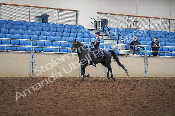 2019 Morgan Horse Show - Aug 30, 2019 - 12325