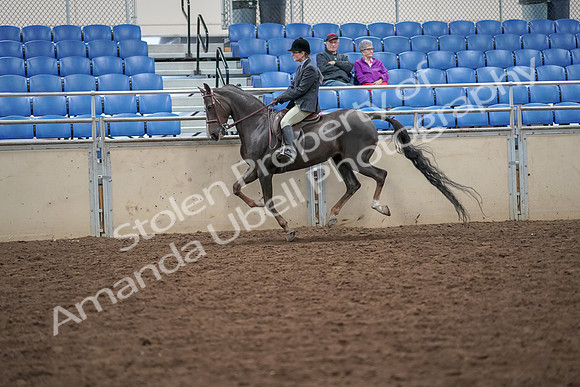 2019 Morgan Horse Show - Aug 30, 2019 - 20495