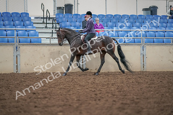 2019 Morgan Horse Show - Aug 30, 2019 - 20316