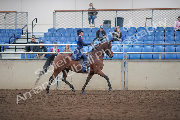 2019 Morgan Horse Show - Aug 31, 2019 - 09582