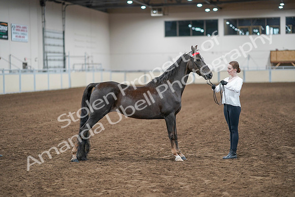 2020 - AB Morgan Horse - Sat, Sept 05 - 00640
