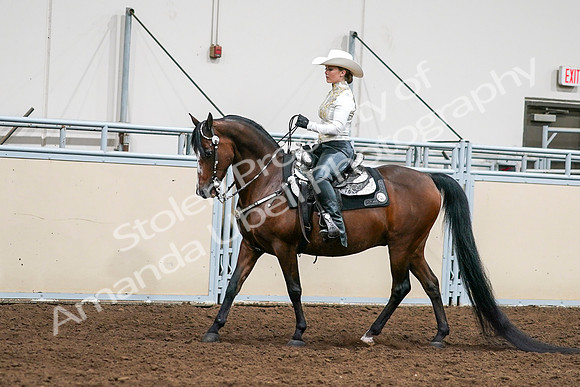 2020 - AB Morgan Horse - Sat, Sept 05 - 08977