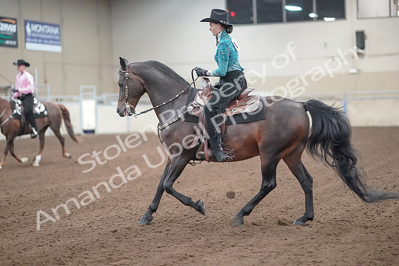 2019 Morgan Horse Show - Sept 01, 2019 - 06987