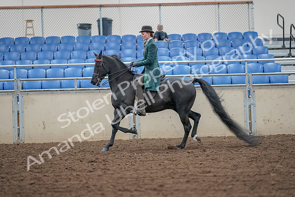 2019 Morgan Horse Show - Aug 30, 2019 - 15415