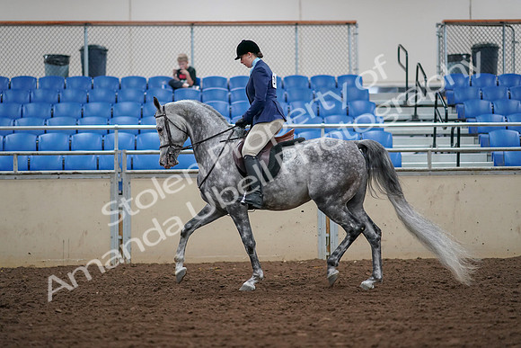 2019 Morgan Horse Show - Aug 30, 2019 - 16063