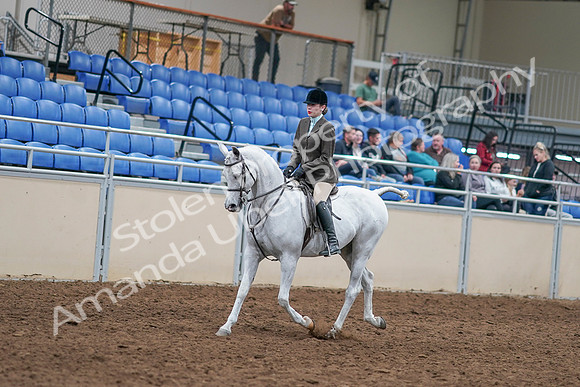 2020 - AB Morgan Horse - Sat, Sept 05 - 14229