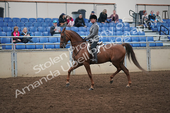 2019 Morgan Horse Show - Aug 31, 2019 - 13776