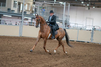 2020 - AB Morgan Horse - Sat, Sept 05 - 09376