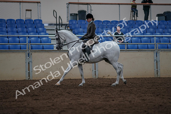 2019 Morgan Horse Show - Sept 01, 2019 - 08644