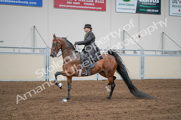 2020 - AB Morgan Horse - Fri, Sept 04 - 09569