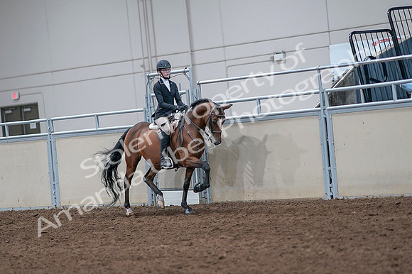 2020 - AB Morgan Horse - Fri, Sept 04 - 06099