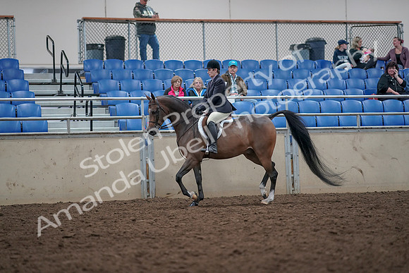 2019 Morgan Horse Show - Aug 31, 2019 - 15858