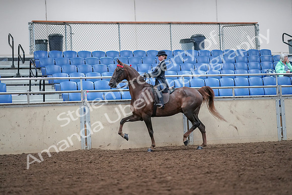 2019 Morgan Horse Show - Aug 30, 2019 - 17823