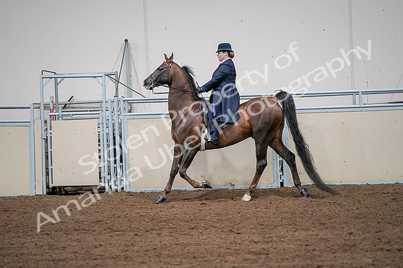 2020 - AB Morgan Horse - Fri, Sept 04 - 07963