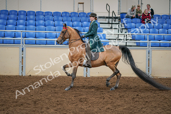 2020 - AB Morgan Horse - Sat, Sept 05 - 13783