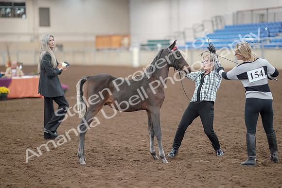 2019 Morgan Horse Show - Aug 30, 2019 - 24887