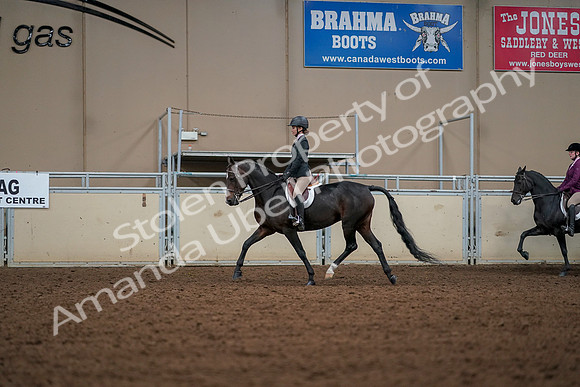 2019 Morgan Horse Show - Aug 30, 2019 - 23240