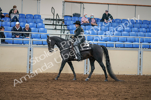 2020 - AB Morgan Horse - Sat, Sept 05 - 08872