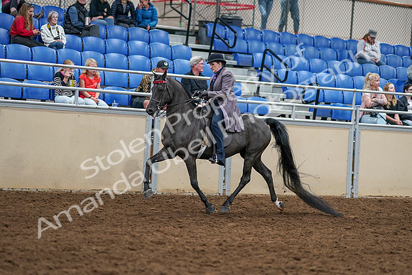 2020 - AB Morgan Horse - Sat, Sept 05 - 13744