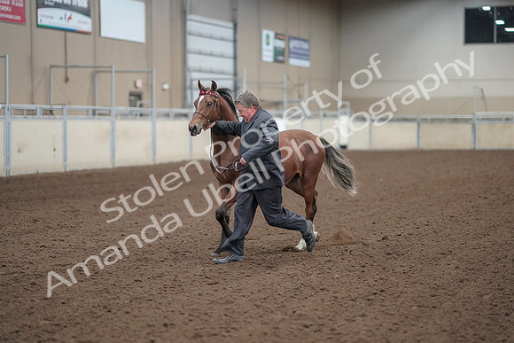 2019 Morgan Horse Show - Aug 31, 2019 - 00246