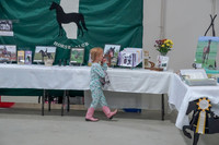 2019 Morgan Horse Show - Sept 01, 2019 - 05887