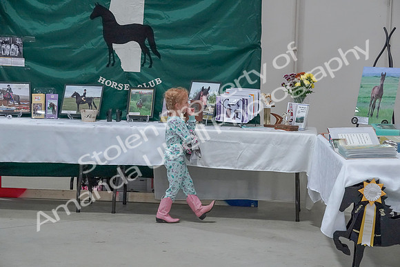 2019 Morgan Horse Show - Sept 01, 2019 - 05887