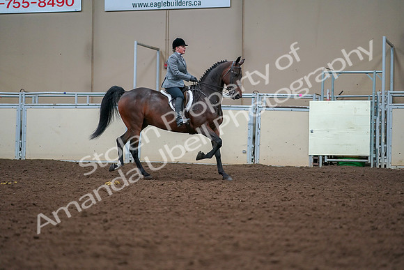 2019 Morgan Horse Show - Aug 30, 2019 - 20835