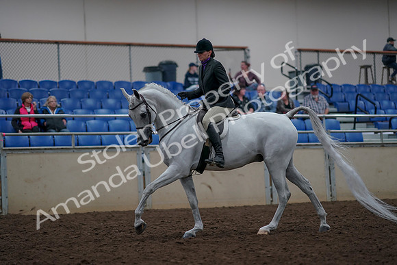 2019 Morgan Horse Show - Aug 31, 2019 - 16018